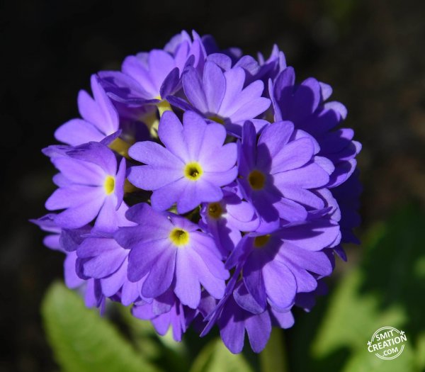 Primula