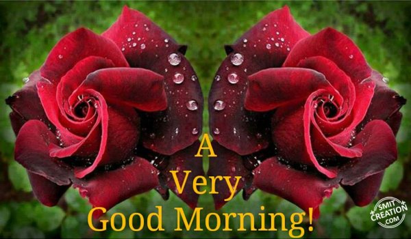 Good Morning Wishes Rose