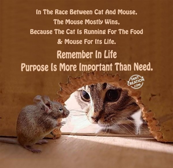 In The Race Between Cat And Mouse