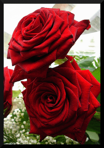 Roses n Rose
