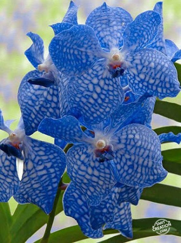 Blue Orchid