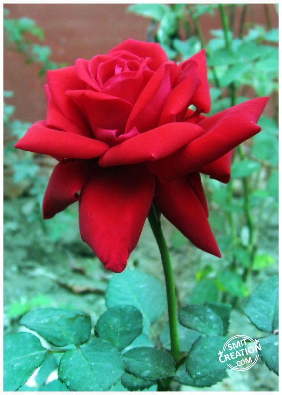 RED ROSE