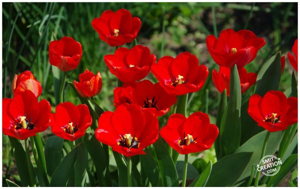 Red Tulips