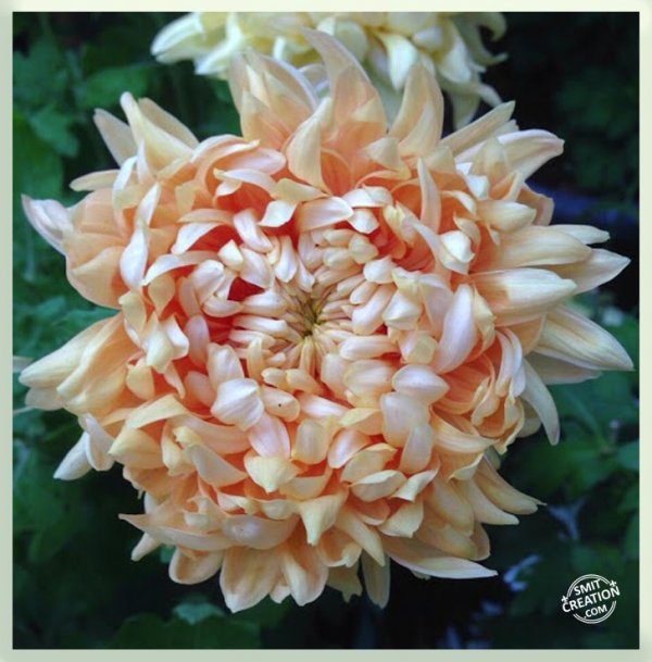 Chrysanthemum