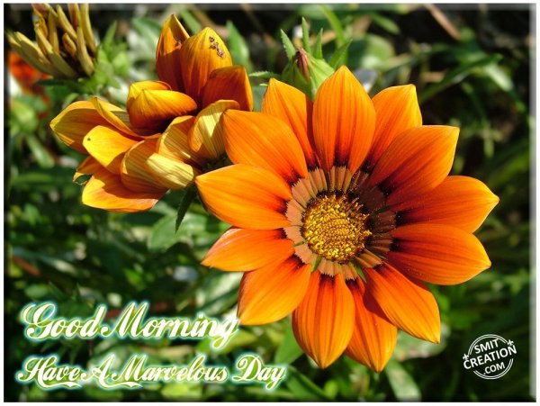 Good Morning Have A Marvelous Day