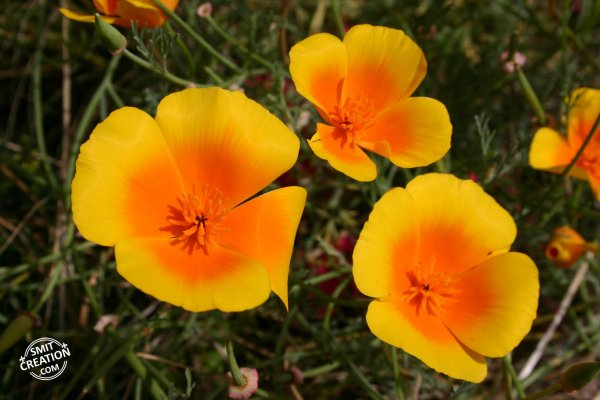 Californian Poppies