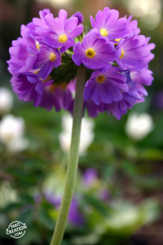 Drumstick Primula