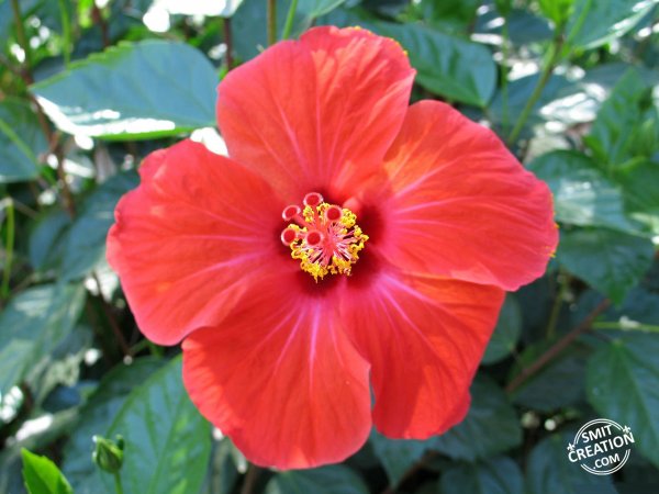 Hibiscus