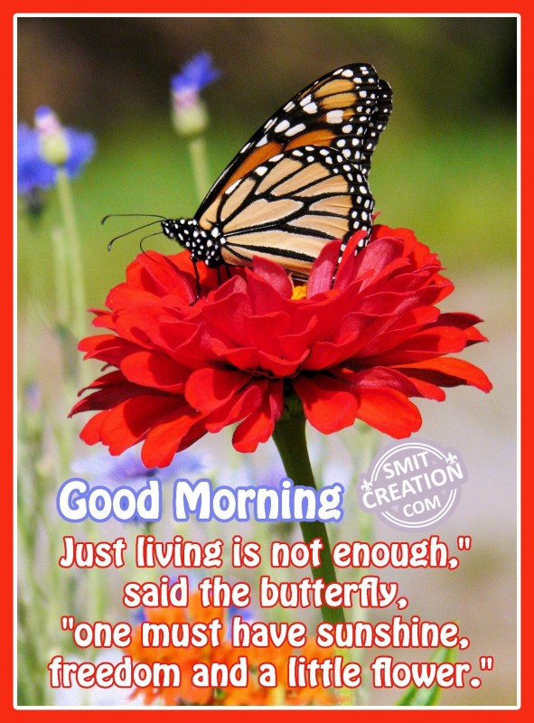 Good Morning Flowers Images With Quote