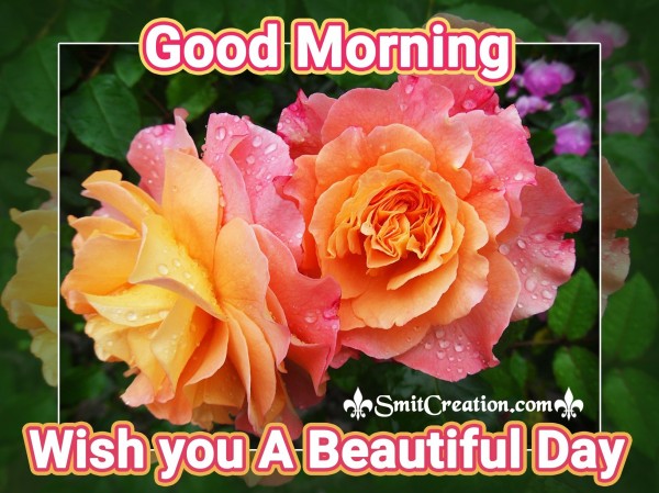 Good Morning Wishes Rose