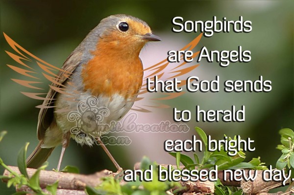 Songbirds are Angels