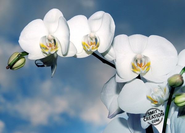 White Orchid