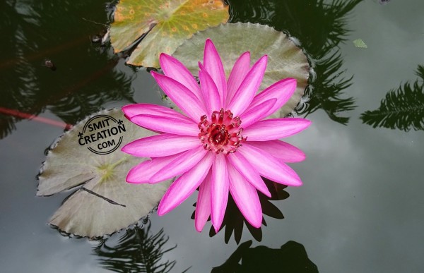 Red Water Lily