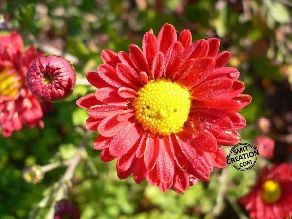 Red Aster