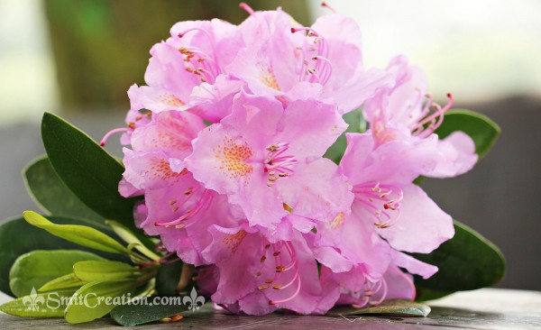 Azalea