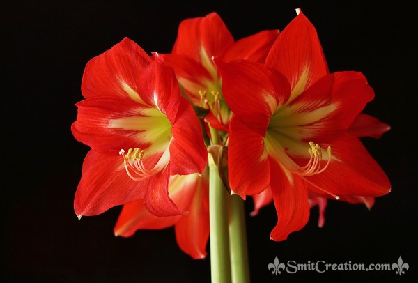 Amaryllis