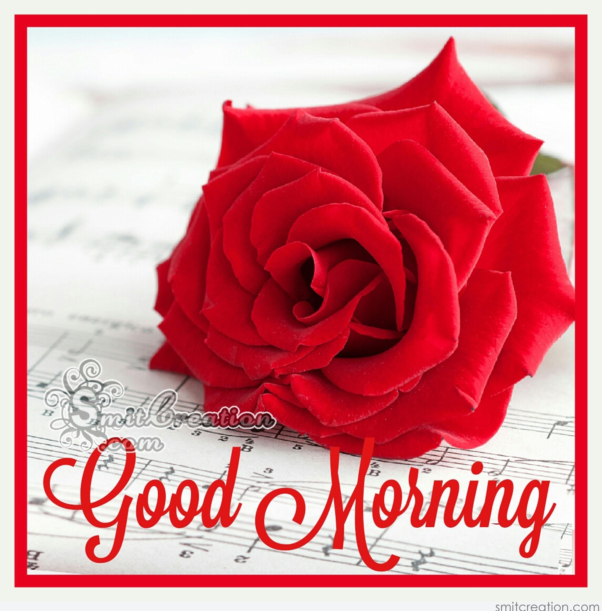 Good Morning Rose Image