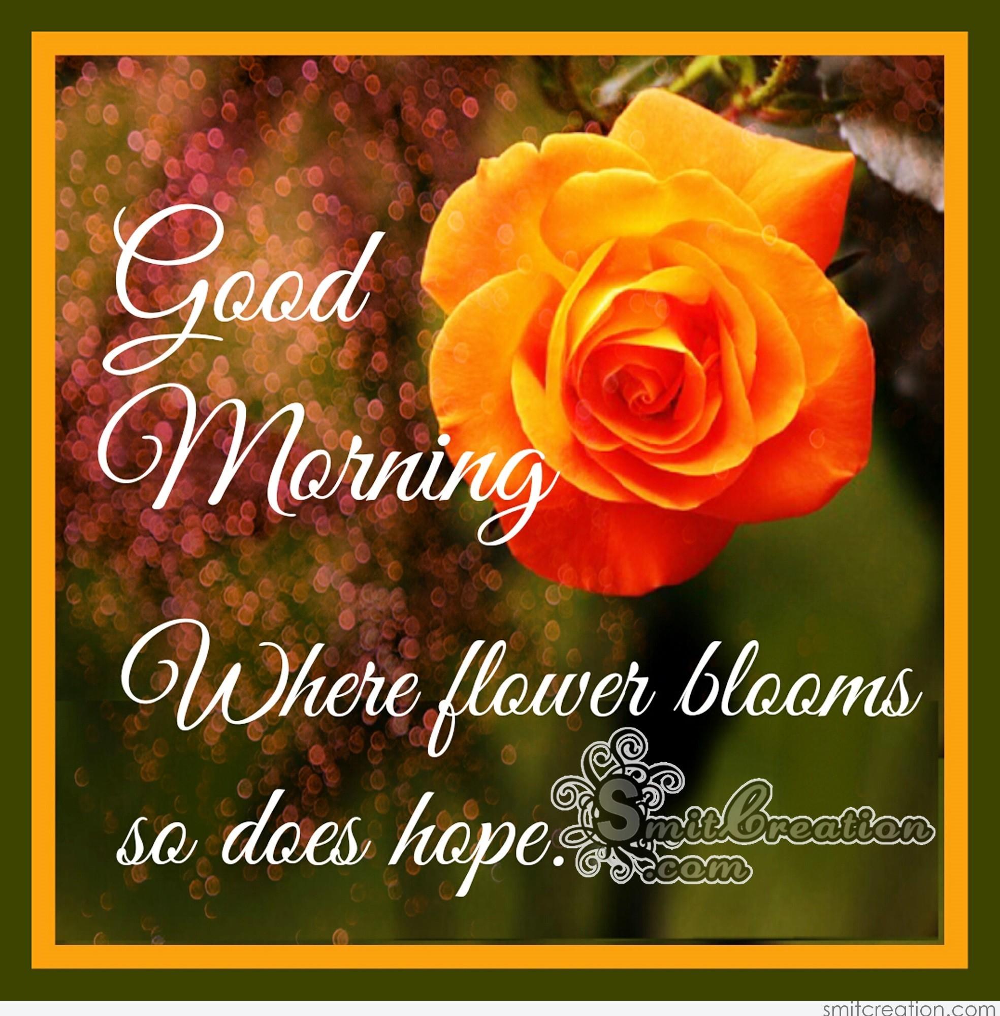 Good morning images with rose flowers good morning photos with rose  flowers  Good morning wallpaper with rose flowers