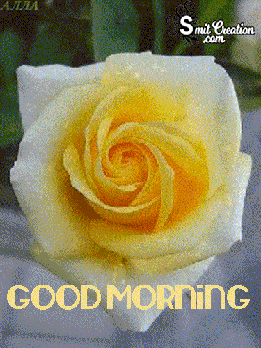 Good Morning Animated Gif Rose