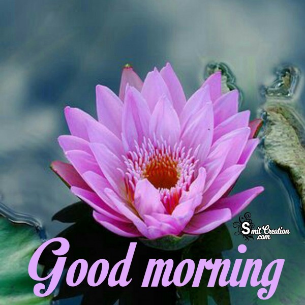 Good Morning Lotus Flower Image