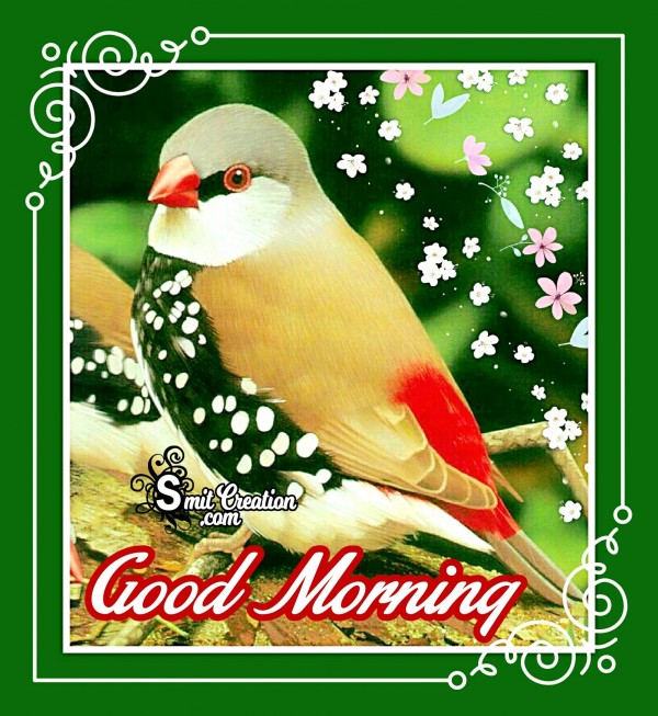 Good Morning Beautiful Bird Image