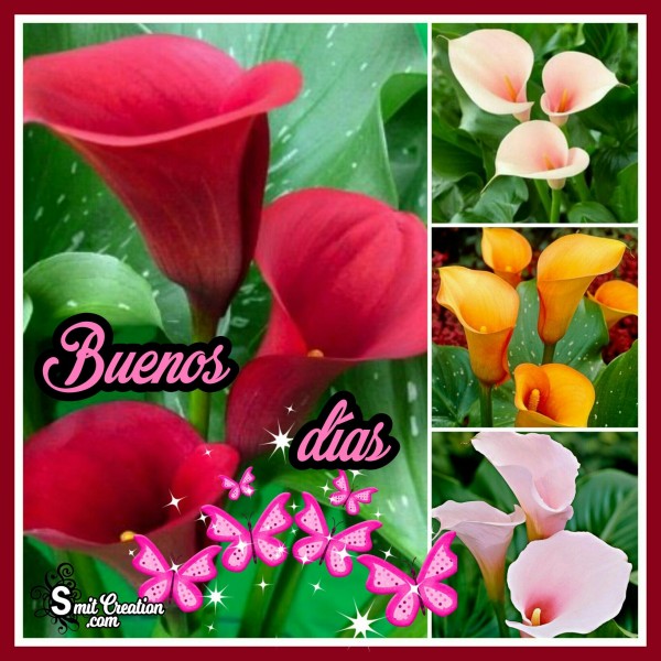 Buenos Dias Flowers