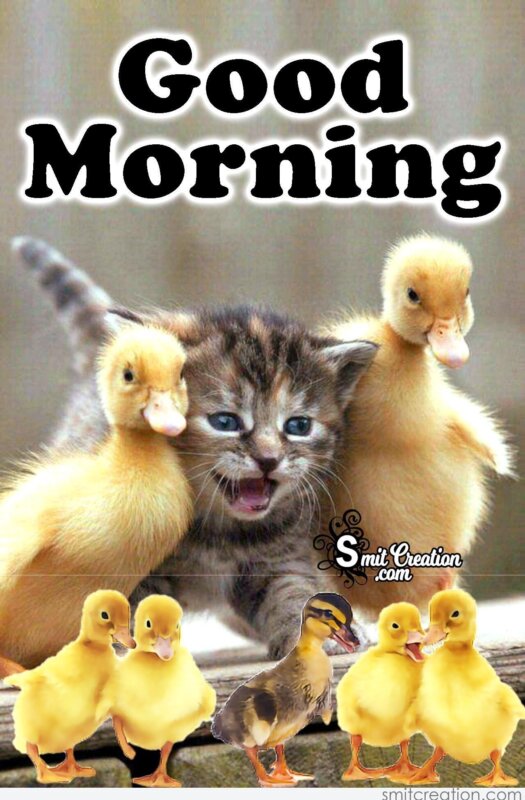 Good Morning Cat With Duck Family - SmitCreation.com