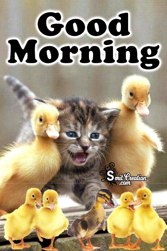 Good Morning Cat With Duck Family