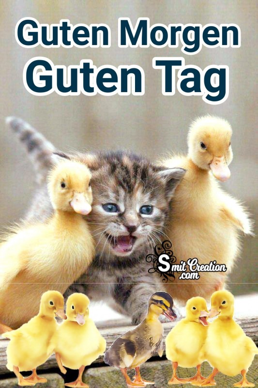 Guten Morgen Guten Tag Bilder Mit Katzen