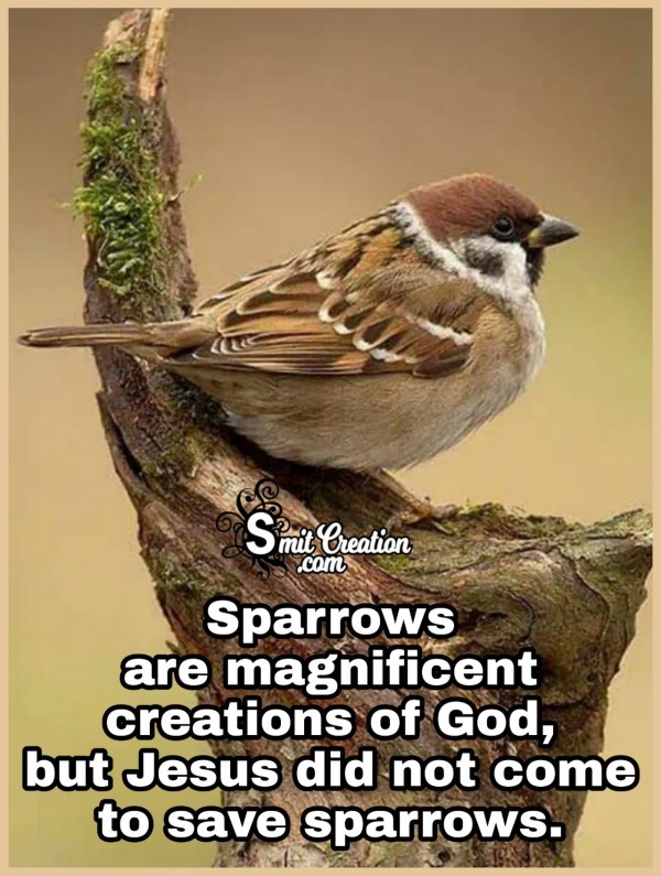 God Didn’t Come To Save Sparrow