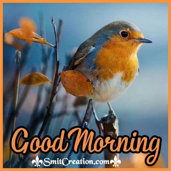 Good Morning Sparrow Bird