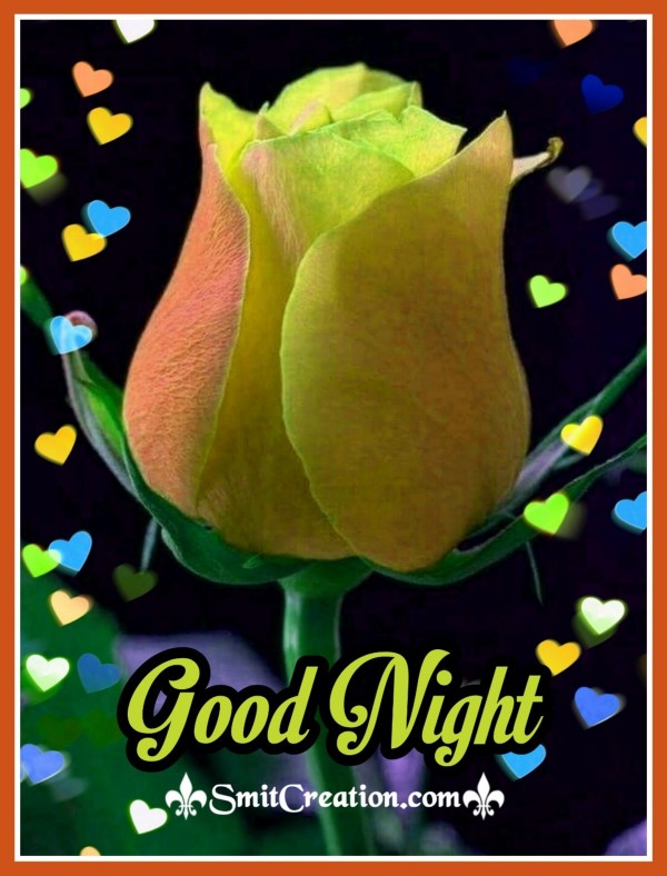 Good Night Yellow Rose
