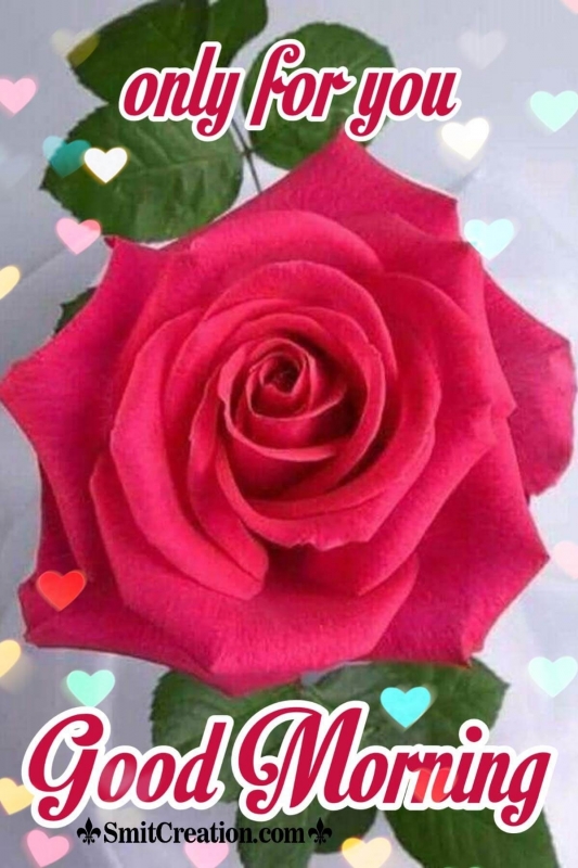 Good Morning Roses Only For You