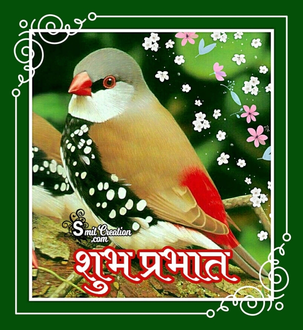 Shubh Prabhat Birds Images