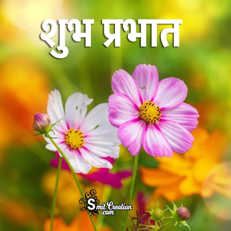 Shubh Prabhat Flower Images And Quotes ( शुभ प्रभात ...