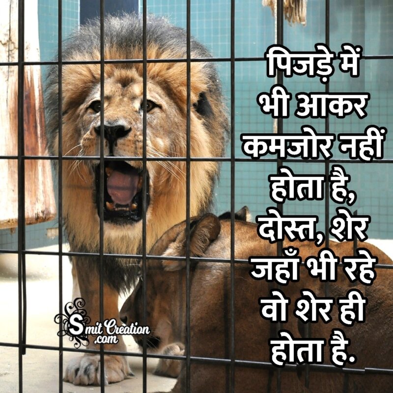 Lion Status For Whatsapp 