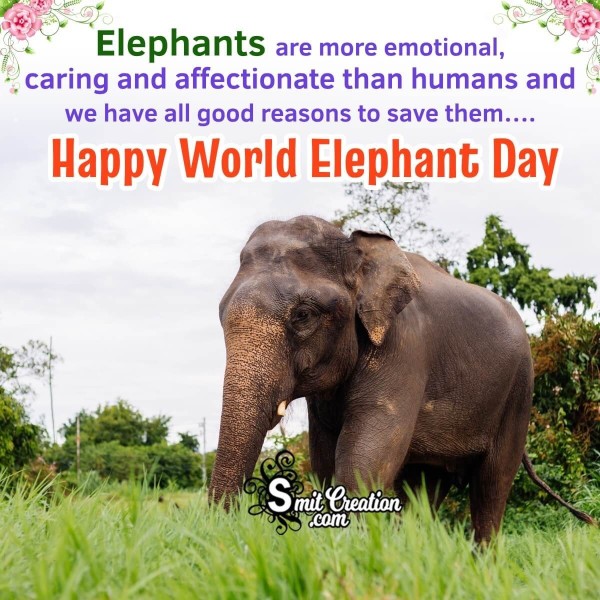 World Elephant Day Message Pic