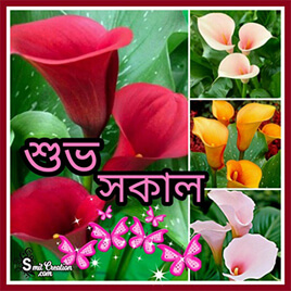 Good Morning Bangla Pictures