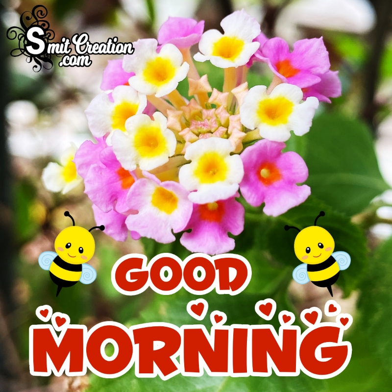 Beautiful Good Morning Lantana Flower Images